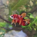 Aquariophile Nymeria