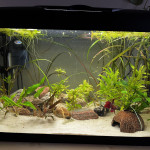 Aquariophile remy.giog