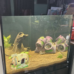 Aquariophile Aureni3340