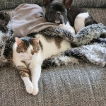 Aquariophile Lafeeverte