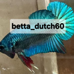 Aquariophile Betta_dutch60