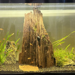 Aquariophile HondaCivicRaccoon