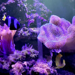 Aquariophile Patdu84