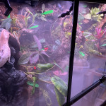 Aquariophile PonyoFS