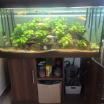 Aquariophile julien92