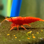 Aquariophile Zardouneux01