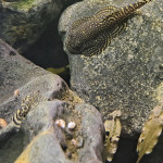 Aquariophile FabienP