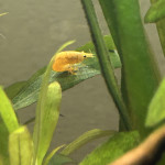 Aquariophile Chachou1423