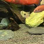 Aquariophile Julio13
