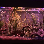 Aquariophile Fishflash