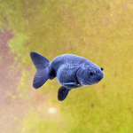 Aquariophile fuzzytooth