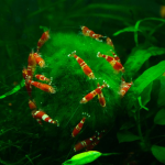 Aquariophile palooo