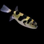 Aquariophile GlobosduGard