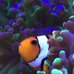 Aquariophile Fred