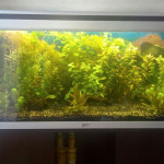 Aquariophile vinside63