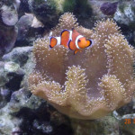 Aquariophile dorge8820