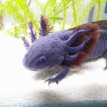 Aquariophile SmilingLotl