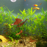 Aquariophile DimDimdim42