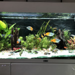 Aquariophile Nandfer68