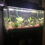 Aquariophile Flavius
