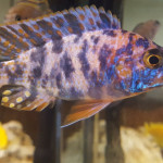 Aquariophile Lolo51350