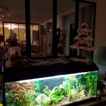 Aquariophile bruna