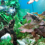 Aquariophile LouWolf77