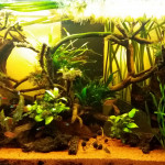 Aquariophile LG92