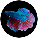 Aquariophile Betta-Splendens