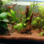 Aquariophile Chrikslove