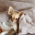 Aquariophile tif-scal