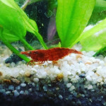 Aquariophile Orchidsfish