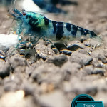 Aquariophile thierry-Shrimp