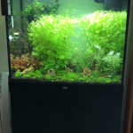 Aquariophile alexandre-leroy