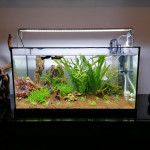 Aquariophile Smallfishtank