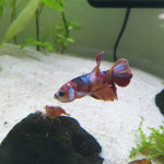 Aquariophile Oriononyx