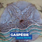 Aquariophile Gren