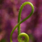 Aquariophile clef-de-sol