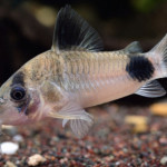 Aquariophile Lecorydorasdu69