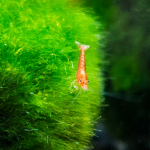 Aquariophile Sharco