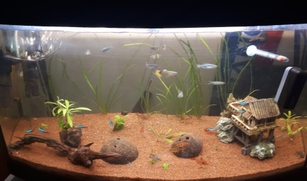aquarium Guppy