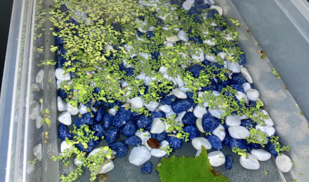 aquarium élevages gammares tentatives n1