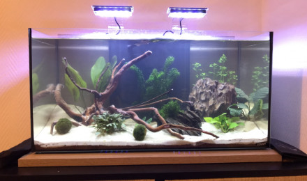 aquarium Petit paradis