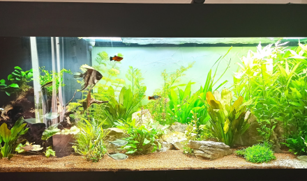 aquarium 380L