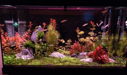 aquarium Juwel rio125