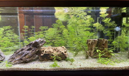 aquarium Bikini Bottom