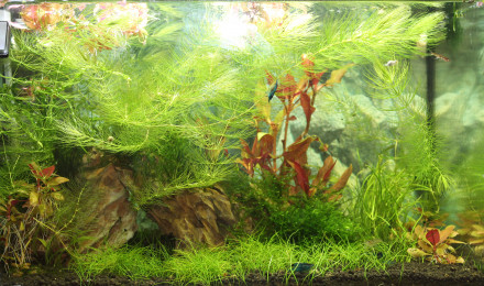 aquarium MON NANO