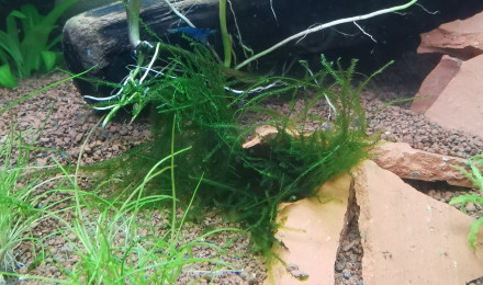 aquarium Communautaire 2020
