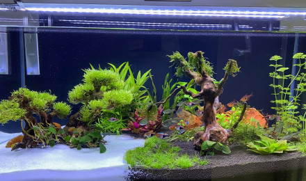 aquarium Amazonien