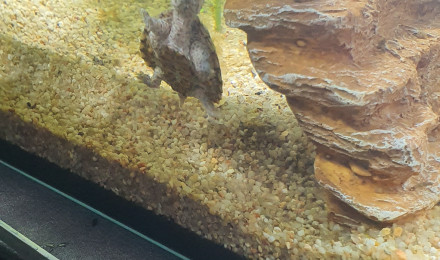 aquarium Tortue 100 litres